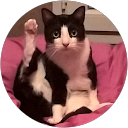 Tilou Cat profile picture